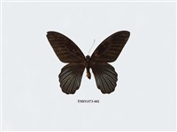 藏品(大鳳蝶)的圖片